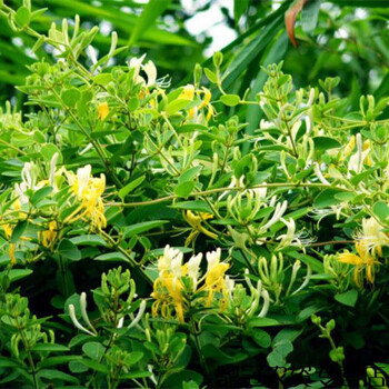 qcdd中药草种子草药中药材人参丹参党参穿心莲金银花黑枸杞板蓝根当归