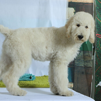 【30天质保】巨贵犬活体巨型贵宾犬幼犬纯种巨贵泰迪大型犬活体活物