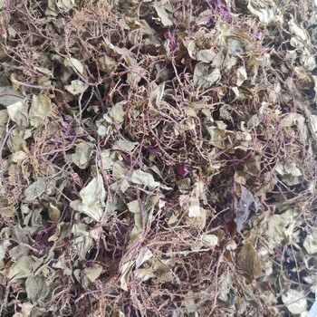 福建野生新鲜风鼓草风柜斗草风谷草野生风骨草鲜品干品500克 普通干品