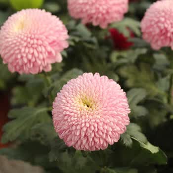 唯美乒乓菊花种籽乒乓翠菊多色可选乒乓菊种子 乒乓菊粉色100粒 肥料