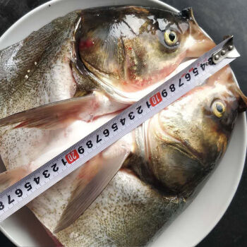 lism鰱魚新鮮現殺大連鰱魚活體花鰱魚胖頭魚頭淡水魚家魚鰱鱅兩個鰱