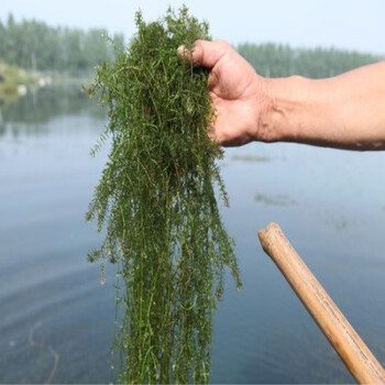 鱼塘水草种子水花生伊乐藻轮叶黑藻小龙虾鱼蟹养殖水草籽四季伊乐藻