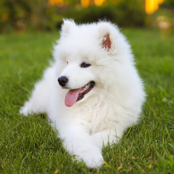 萨摩耶犬活体幼崽纯种微笑天使萨摩耶澳版雪橇犬萨摩耶狗活体幼犬熊版