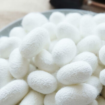 clcey蚕宝宝天然完整桑蚕茧带蚕蛹烘干吊牌入药蚕丝球茧入药展示全国