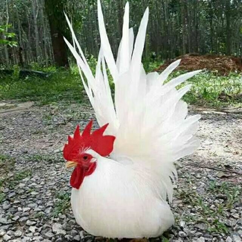 鸡泰国矮脚鸡受精种蛋观赏鸡宠物鸡长不大可孵化小鸡 1枚【图片 价格