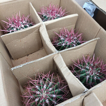 金琥 大号 超大仙人球 金冠 办公桌盆栽植物 红虎仙人球连刺直径15