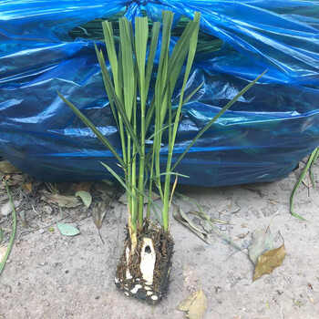 现挖特早熟无锡双季茭白苗种四季高笋种苗交白苗高瓜苗老桩苗 10颗