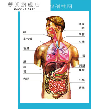 萝朗人体解剖图结构示意图人体骨骼肌肉构造挂图全身解刨图片人体解剖