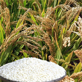 莲汇1水稻种子介绍图片