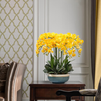 玫绚带多支花 蝴蝶兰 金元宝 带育苗杯发货 开花清香 花期长 黄色