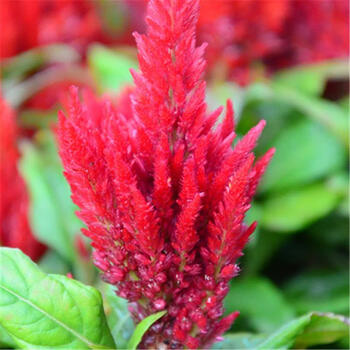 大花鸡冠花耐寒耐阴花籽庭院花卉种子四季开花易活花苗红凤尾1000粒