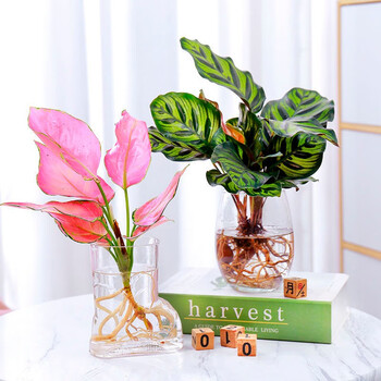 树绿萝栀子花文竹室内花卉办公室桌面绿植盆栽 吉利红1颗 孔雀羽1颗