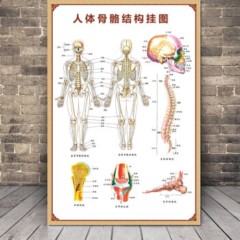 器官骨骼对应图图片