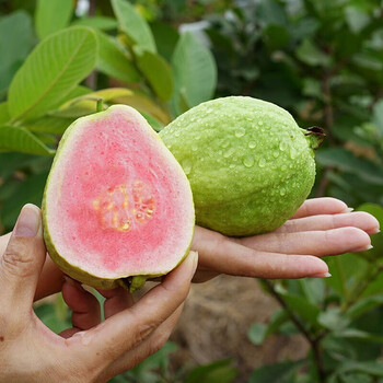 福建漳州红心芭乐5斤装现摘产地直发新鲜孕妇水果软糯红心巴乐果精选5