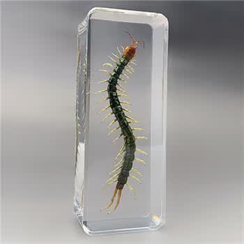 倾阑昆虫标本树脂昆虫标本真虫甲虫蜘蛛天牛蝎子螳螂蜥蜴标本摆件14 巨型绿蜈蚣 图片价格品牌报价 京东