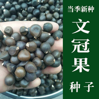 clcey文官树文冠花树苗文官树苗文冠树苗文冠果树文冠花苗文冠果状元