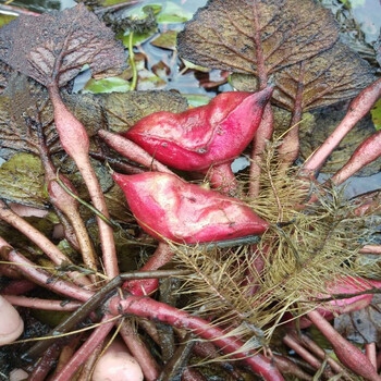 红菱角种子水果红菱高产早熟红菱角老种子种苗水生植物四季蔬菜 红