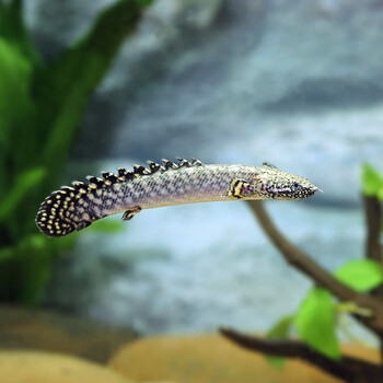 青青自然 虎斑恐龙鱼活红眼恐龙大花恐龙九角恐龙热带观赏鱼大型鱼龙