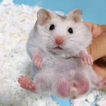 宝宠派可爱稀有仓鼠宠物 长毛金丝熊纯银熊杂银象牙白熊蜜色波利纹