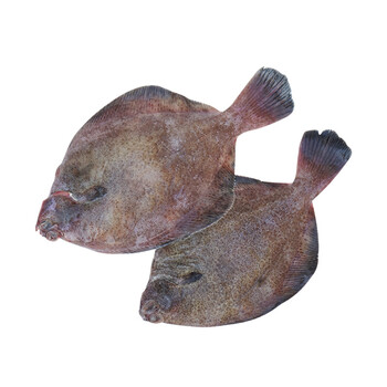 青岛马姐海鲜高眼鱼鲜活海鱼新鲜多宝鱼冷冻牙片鱼蝶鱼鼓眼鱼
