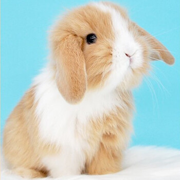 【5件套】兔子活物宠物兔活兔侏儒兔垂耳兔茶杯兔白兔公主幼崽道奇
