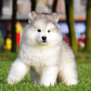 纯种阿拉斯加幼犬活体宠物狗狗雪橇犬阿拉斯加狗狗巨型熊版阿拉斯加犬