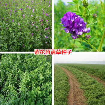 蒂洲园艺紫花苜蓿种子苜蓿草牧草种子南方北方多年生耐寒牛羊兔牧草高纯度紫花苜蓿净种一斤 图片价格品牌报价 京东