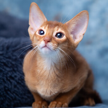 【30天质保】宠物猫阿比西尼亚猫幼猫幼崽幼体活物活体 精选a级 公