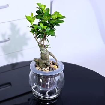 季水培植物盆栽套装栀子花发财树绿萝文竹办公室小桌面花卉绿植小榕树