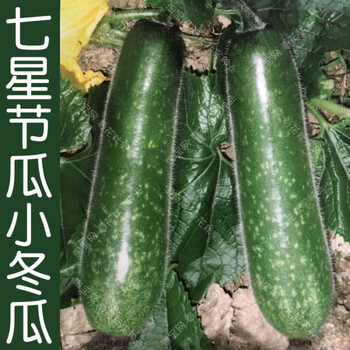 春夏秋季播油绿毛冬瓜蔬菜籽 早熟圆柱形易种好吃 七星节瓜20克原装5