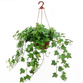 绿萝小花卉盆景桌面室内盆栽水培植物盘景净化空气室内吊兰常青藤一整