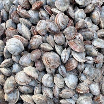 鲜活蛤蜊美贝无沙花甲大蛤蜊海鲜贝类鲜活蚬子花蛤海鲜炖汤五斤装中个