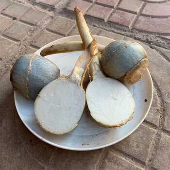 云南现挖新鲜白茨菇粉糯慈姑农家大茨菰白马蹄荸荠蔬菜芽菇火锅菜