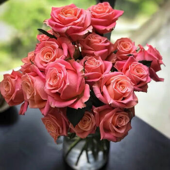 百萌(bai meng)诺言切花玫瑰四季开花勤花大花阳台盆栽庭院地栽灌木