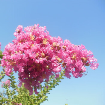 南北方花卉不同点(南方的花比北方的花艳丽吗)