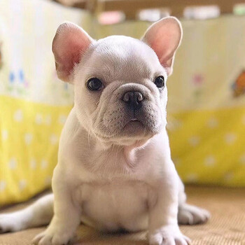 30天质保法牛犬幼犬活体纯种宠物狗狗法国斗牛犬活体幼崽法斗幼犬宠物