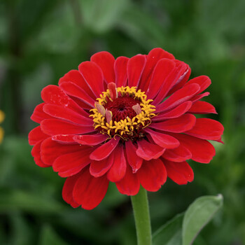 薰衣草种子满天星籽太阳花百日草盆栽阳台花种孑凤仙花波斯菊野花