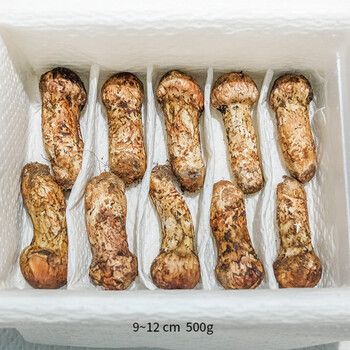 晨臻 2022年云南新鲜松茸菌菇未开伞菌鲜松耸礼盒 10cm以上【开伞半开