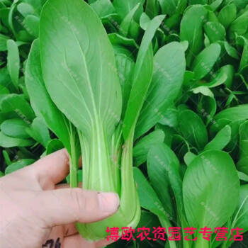 上海青菜种籽夏天种的秋季农家高产小油菜籽四季种子阳台蔬菜种孑 25克原装