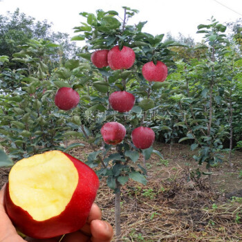 蘋果樹苗嫁接紅富士冰糖心蘋果苗盆栽地栽特大南北方種植當年結果 6年