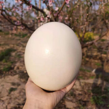 新鲜食用鸵鸟蛋大号驼鸟蛋特大超大号蛋非洲鸸鹋蛋端午节2528斤送礼盒