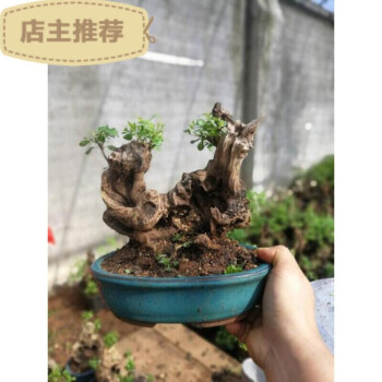 汐巖 黃荊樁老樁黃荊盆景熟樁樹樁根雕舍利黃荊室內綠植辦公室盆栽