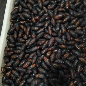 东北特产辽宁丹东a级柞蚕蛹新鲜活2021年黑蚕蛹鲜活茧蛹蝉蛹半斤小黑