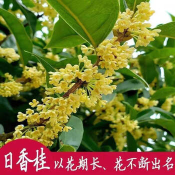 桂花树苗盆栽四季桂庭院阳台室内外花卉植物四季开花日香桂花期260天