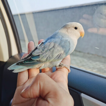 【暮秋小主】有检疫虎皮鹦鹉活体黄化玄凤鹦鹉鸟活物家养中小型会说话