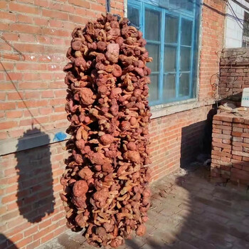 红松蘑辽宁朝阳东北特产纯野生人工采摘红蘑干货500g香菇蘑菇500g