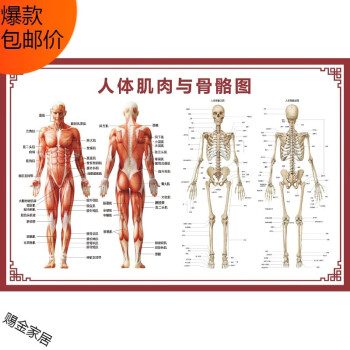 人体骨骼图挂图器官内脏结构图海报脊柱图解肌肉分布解剖图挂画 背胶材质 人体肌肉 骨胳图 30寸 50x75cm 图片价格品牌报价 京东