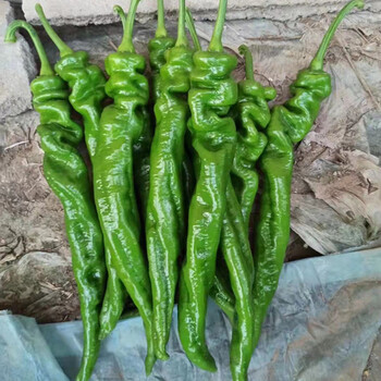 辣椒苗羊角椒线椒螺丝椒芜湖椒青椒薄皮椒皱皮椒苗子杭椒高产 螺丝椒