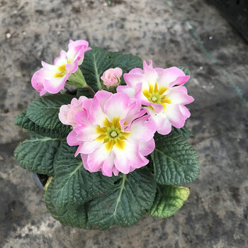 报春花盆栽欧洲重瓣玫瑰报春花冬季耐寒花卉四季开花室外阳台植物报春花淡粉色带花不含盆 图片价格品牌报价 京东