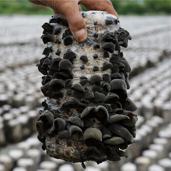 菌包蘑菇家庭种植菌菇种植包种包蔬菜种孑种子春季菜籽棒桶装菌种家养